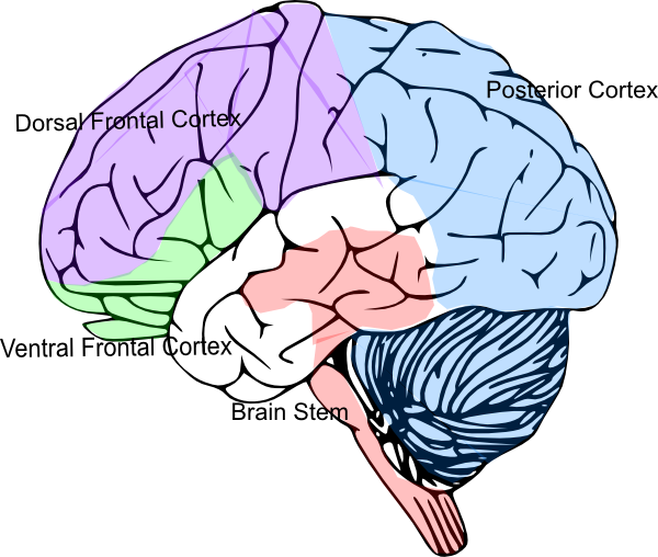 Cortex Brain Clip Art - Brain Clip Art (600x508)