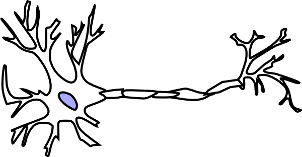 Neuron 20clipart - Brain Neuron Clip Art (600x312)