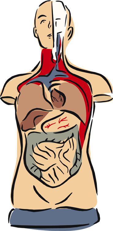Anatomy Clipart Anatomy And Physiology - Anatomy And Physiology Clip Art (369x750)