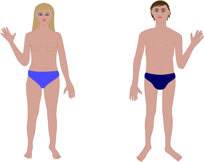 Human Body, Man And Woman Clip Art - Human Body Vectors Free (1182x750)