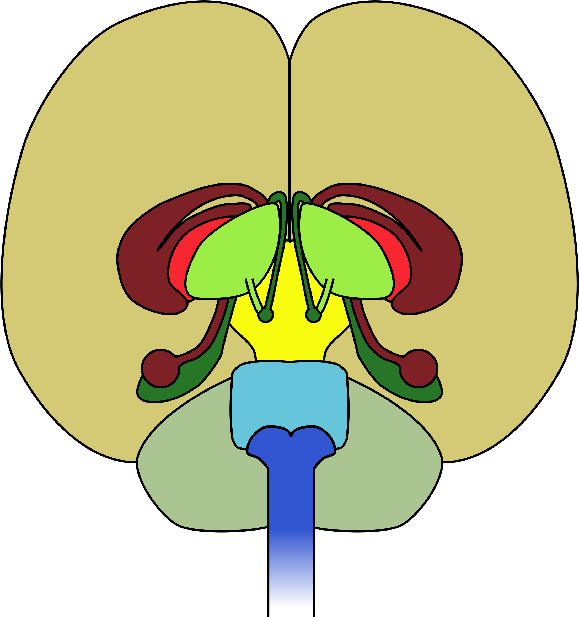 Free Brain-front View - Does A Neurologist Do (1198x1280)