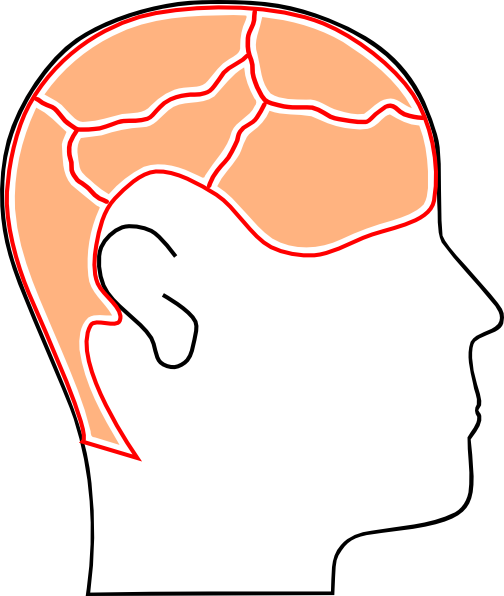 Gambar Kepala Manusia Kartun (504x596)