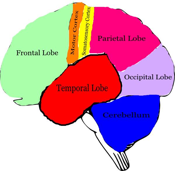The Brain Clip Art At Clker - Brain Clipart With Labels (600x585)