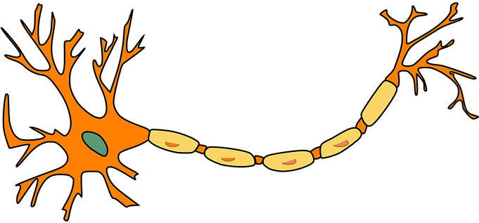 Neuron Nerve Cell Axon Dendrite Cell Biolo - Motor Neuron Not Labeled (680x340)