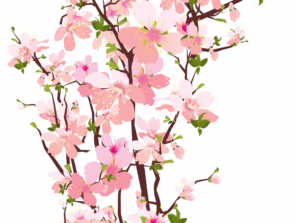 Download Blooming Pink Peach Blossom Branches - Transparent Background Cherry Blossom Png (1024x768)