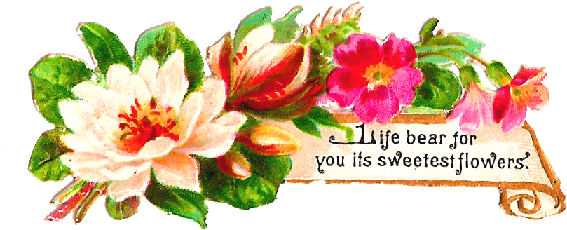 This Is A Lovely Dogwood Flower Graphic Both The White - Clip Art (997x538)