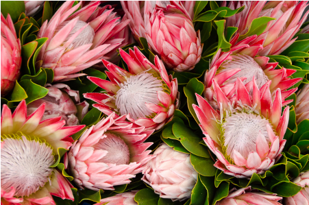 Pink Vibrant Protea Show - Photography (450x500)