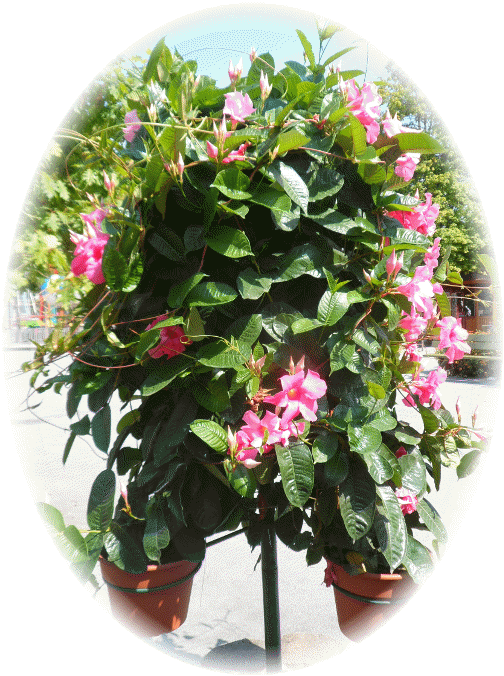 The Park Is Replete With Fresh Flowers And Even In - Mandevilla (504x676)