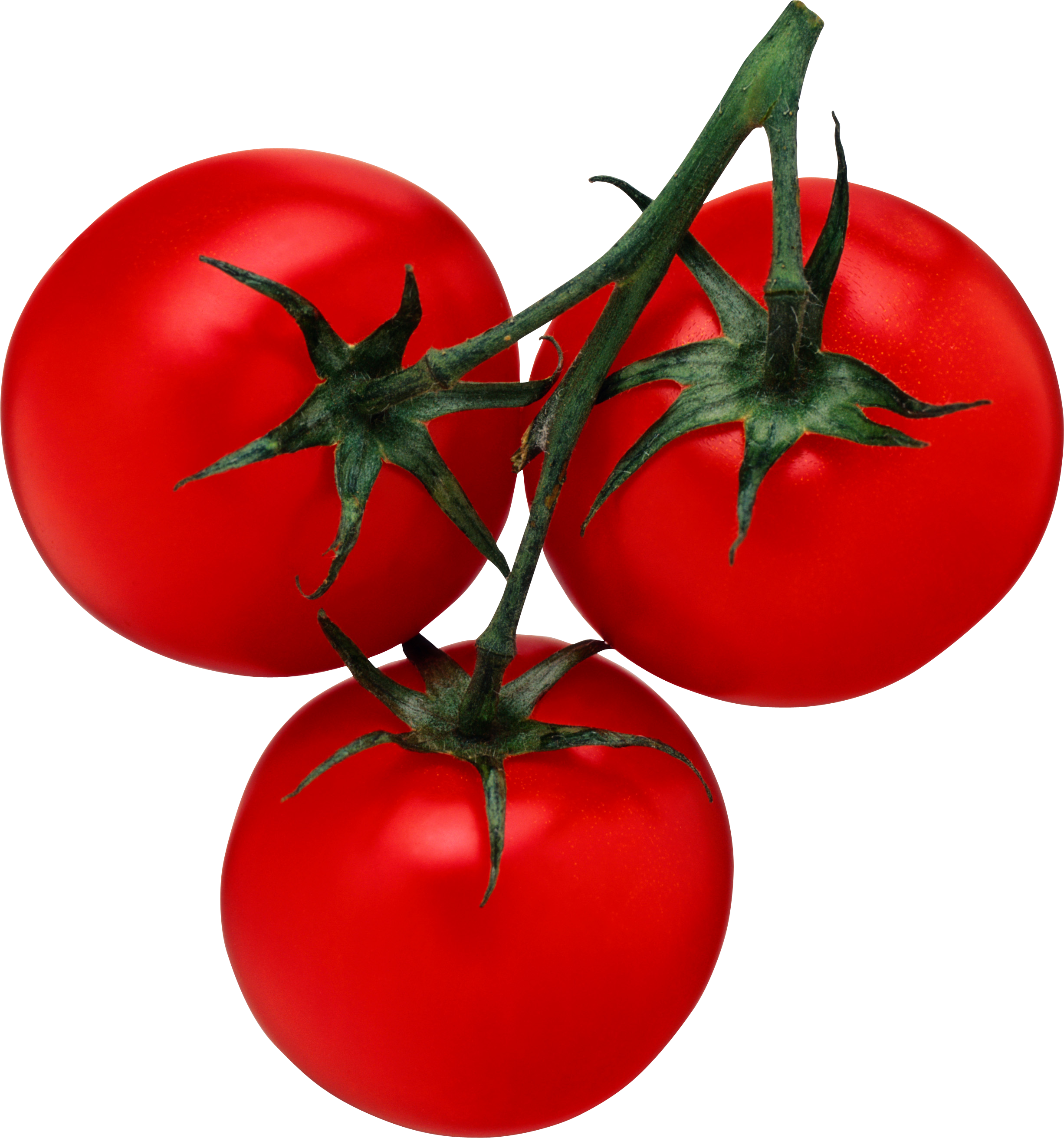 Animation Tomato Clipart - Postharvest: An Introduction To The Physiology And (2452x2623)