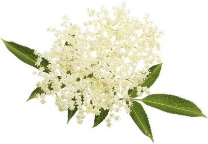 Elder Flower - Hypotonický Sportovní Nápoj Nutrend Unisport 500ml/1000ml (460x460)