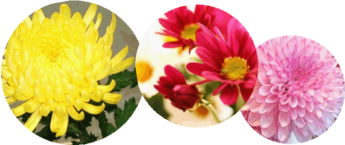 In October The Days Grow Shorter And Grayer, But Bright - .lt (695x299)