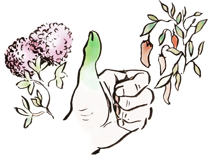 Tipps Und Tricks Für Den Eigenen Garten - Garden (800x600)