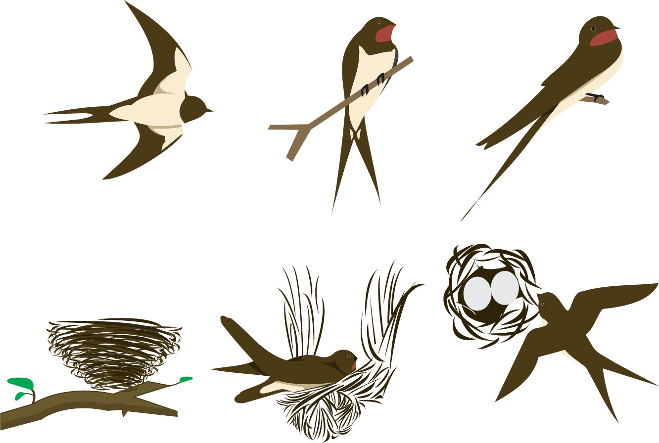 Swallow Bird Euclidean Vector - 燕子 插畫 (1332x896)