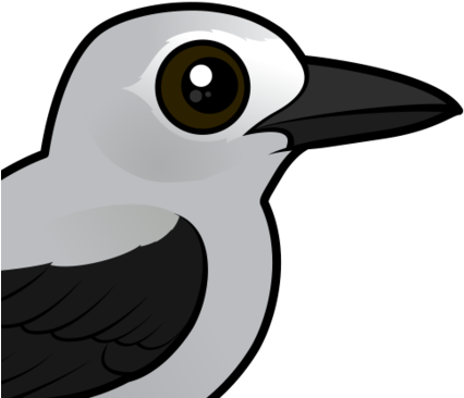 About The Clark's Nutcracker - Clark's Nutcracker (440x440)