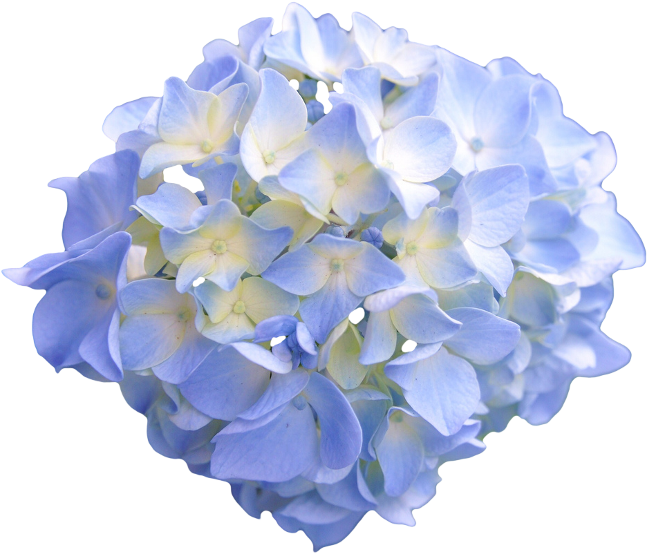 White Flower Crown Transpa Image Collections Flower - Flower (1024x865)