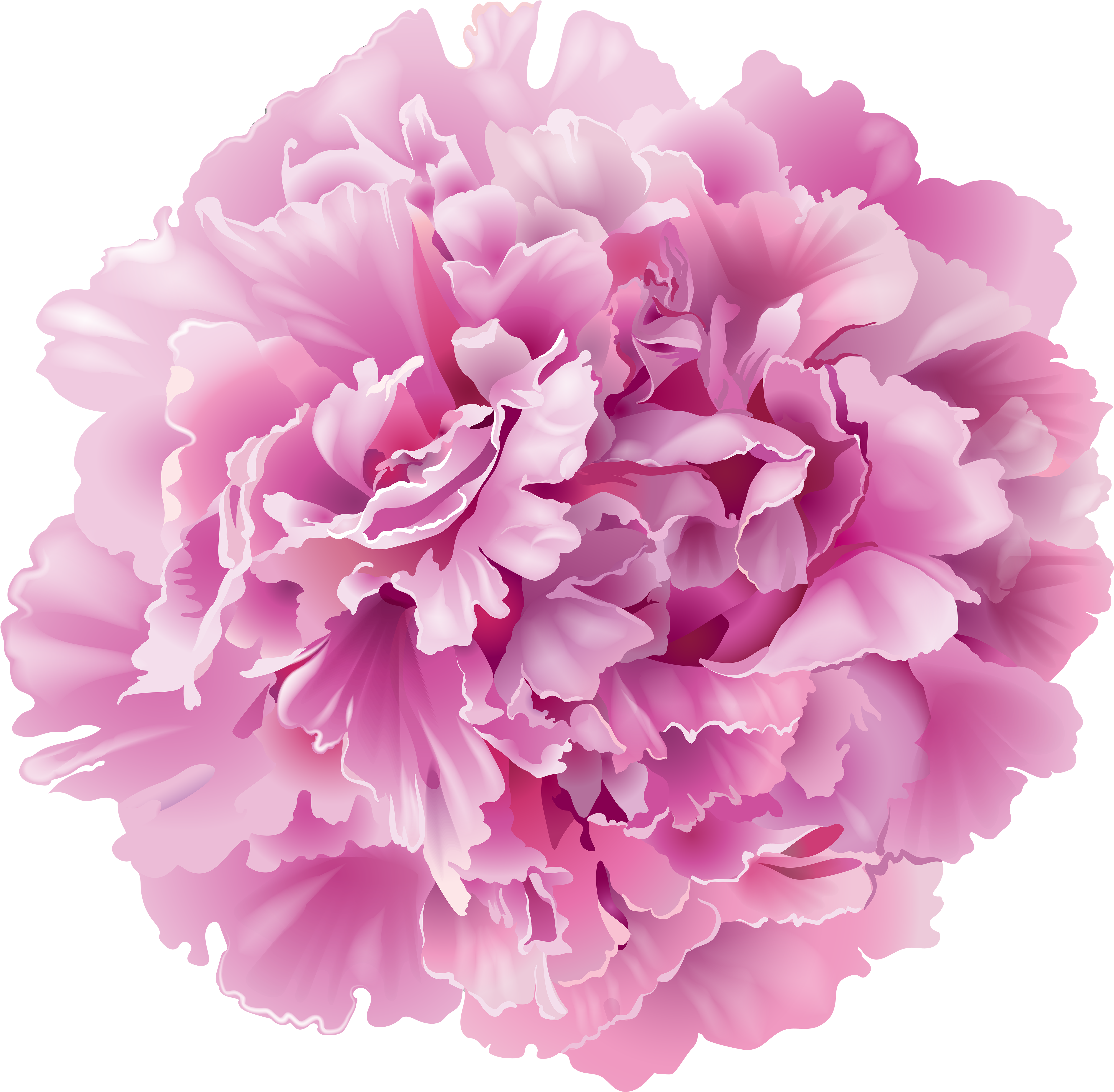 Peony Clipart Transparent - Peony Png Transparent (5000x4886)