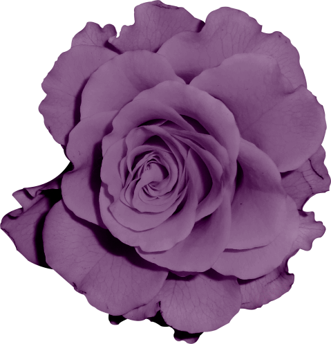 Фото, Автор Mashanbear На Яндекс - Garden Roses (479x497)