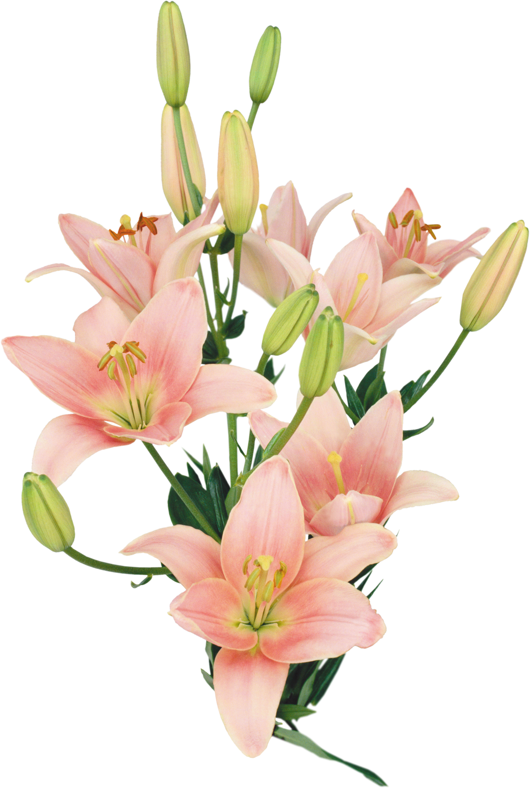 7 Imagenes De Regalos De Rosas Rojas Y Frases Tiernas - Flores Naturales (1076x1600)