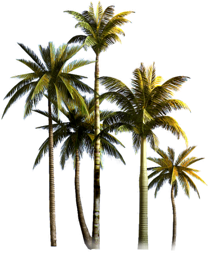 Coconut Tree Asian Palmyra Palm Euclidean Vector - Palm Tree Png (900x900)