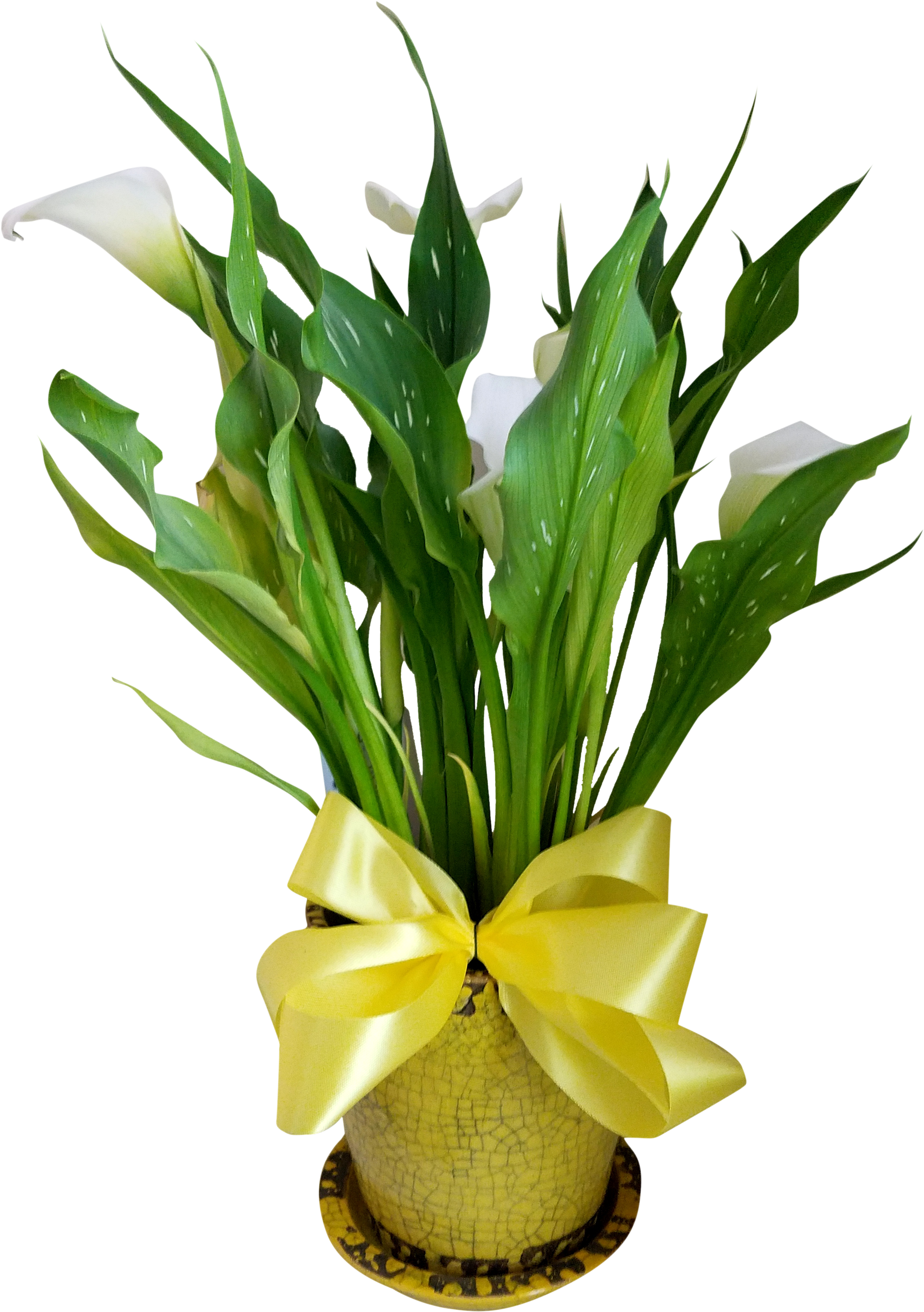 Calla Lily Plant - Calla Lily (3024x4032)