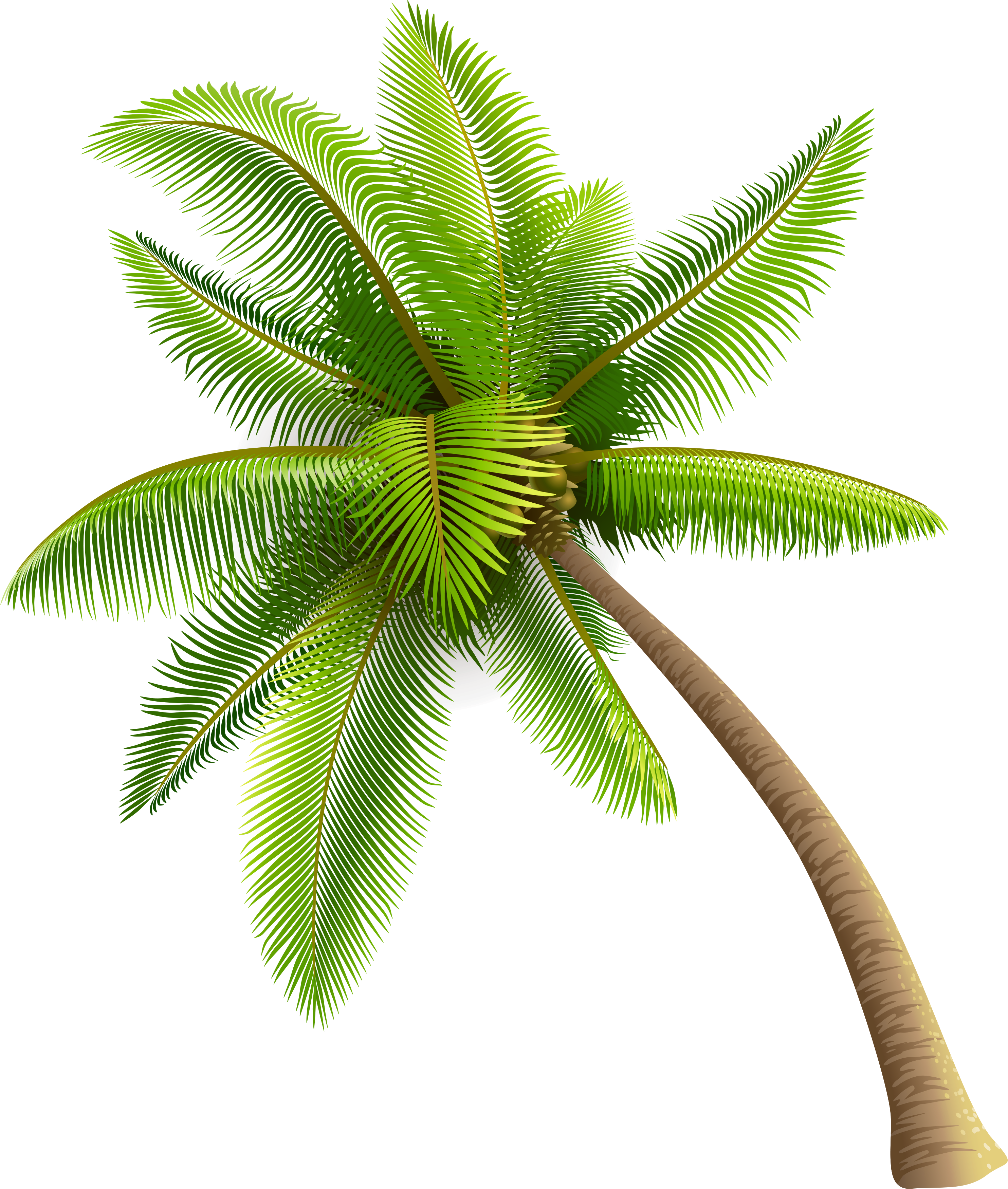 Palm Tree Royalty Free Vector Clip Art Image - Palm Trees Png (3228x3622)