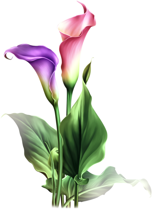 Find This Pin And More On Dibujos Flores By Adenuez - Calla Lily Clipart Lily Flower (518x699)