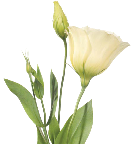 Lisianthus - Eustoma Png Flowers (500x500)