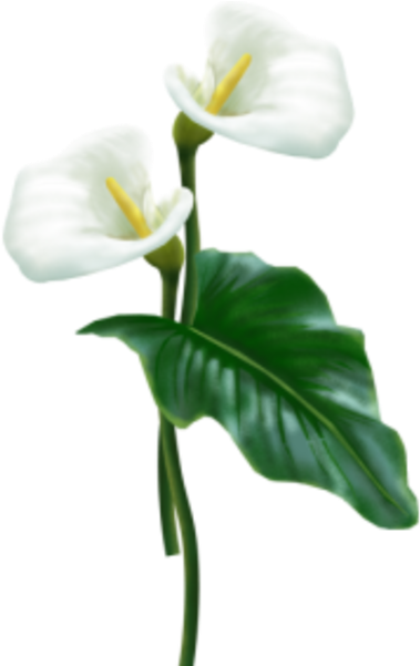 Flower - White Calla Lily Png (424x600)
