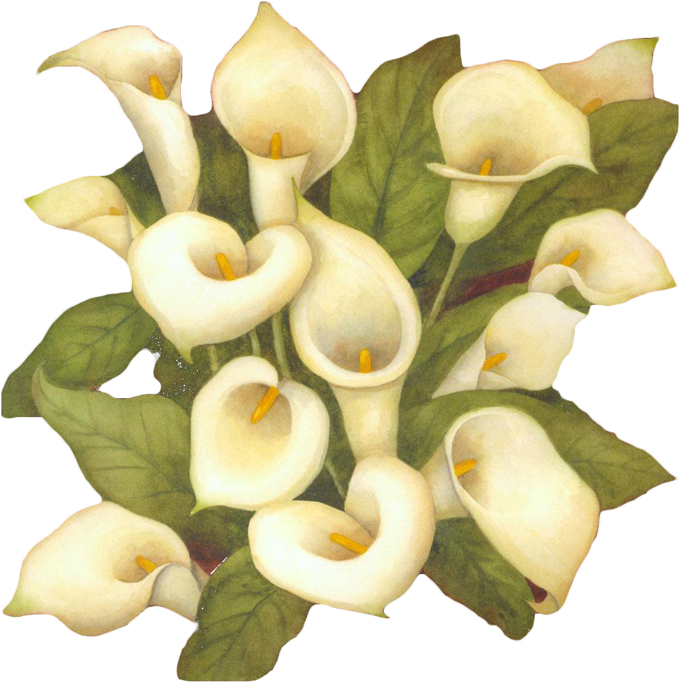 The Art Of Painting Flower Arum-lily - White (1000x1000)