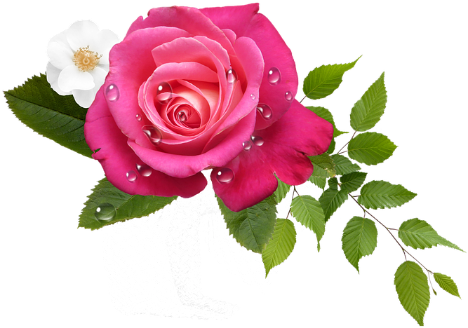Rosas Rosa Png - Rosa Png (720x720)