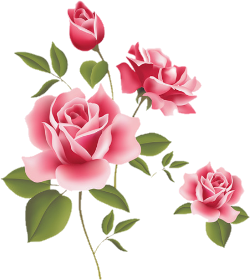 Rosas Rosa Sticker Stickerrosas Beautiful - Rose Flower (720x628)