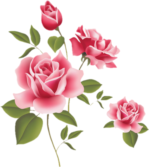 Rosas Rosa Sticker Stickerrosas Beautiful - Rose Flower - (720x628) Png ...