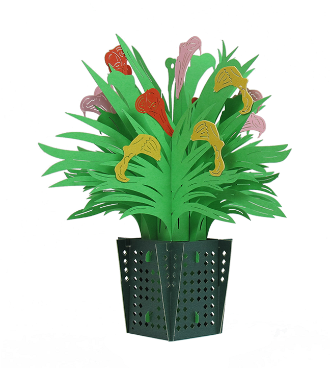 Calla Lily Basket - Houseplant (1280x720)