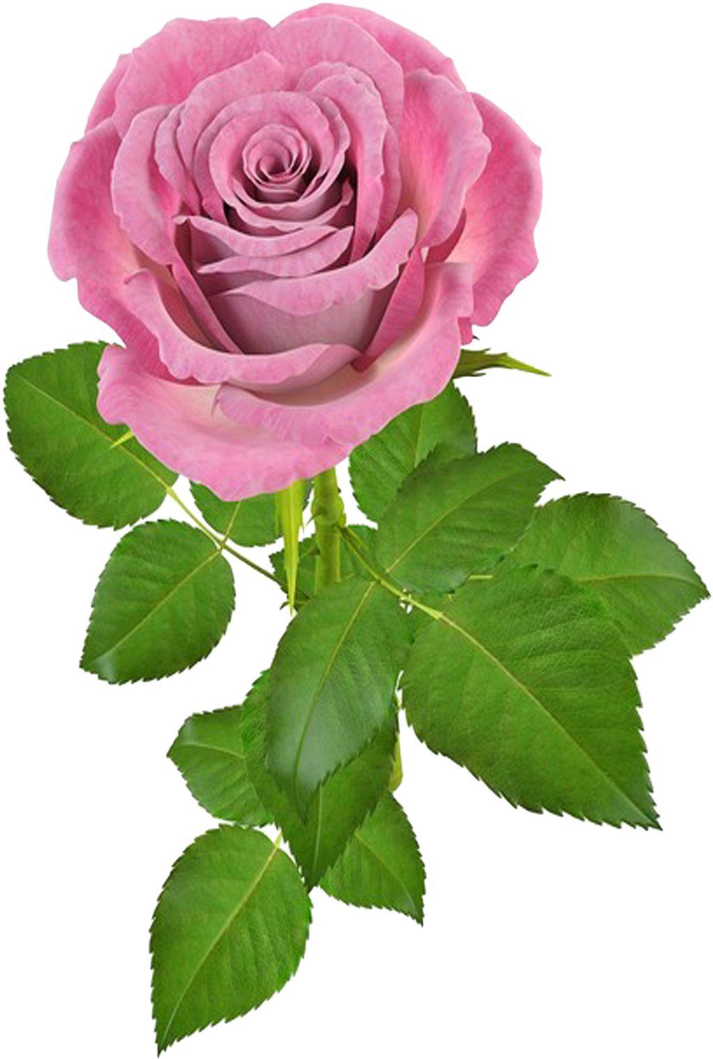 Buscar Con Google - Png Rosas (1600x1600)