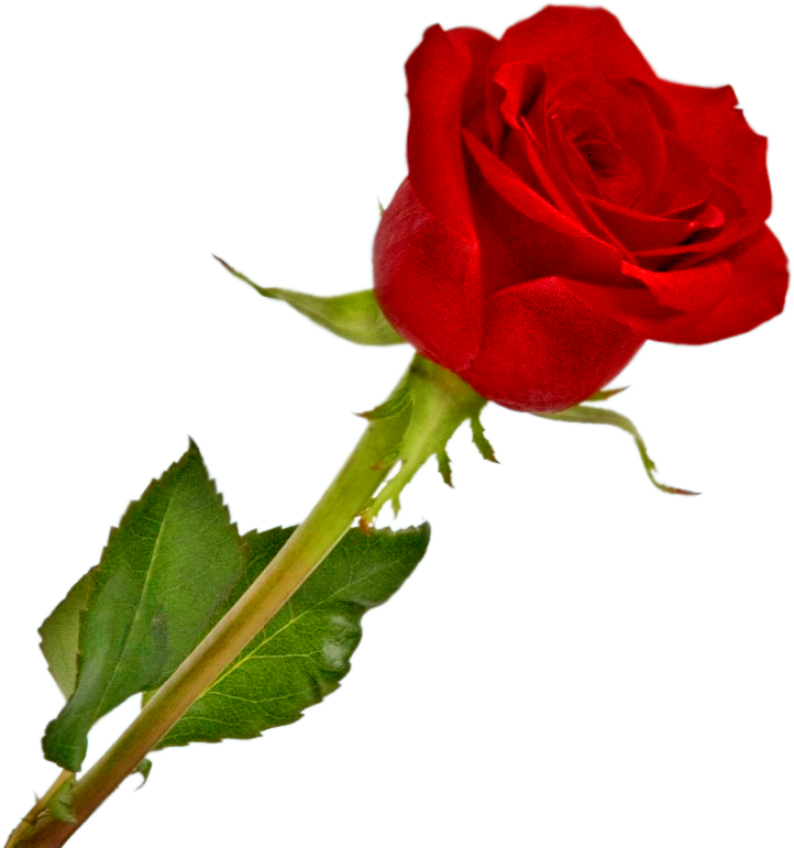 Rosa Vermelha Em Png - Rosa Vermelha Desenho Png (800x800)