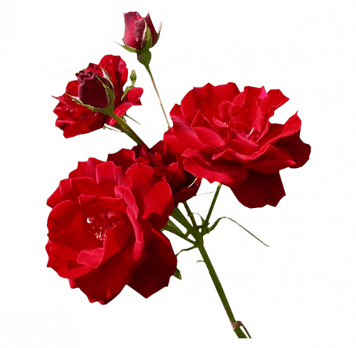 Flores Photoshop Png Imagui - Photography (500x489)