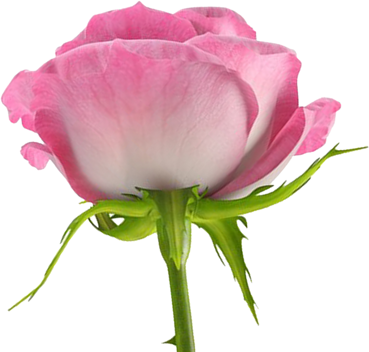 Flores Png Rosas - Flores Png (1600x1600)