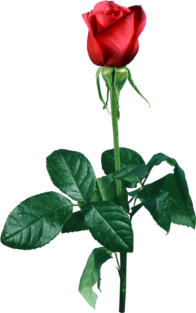 Rose 2 - Роза Свети (755x1198)