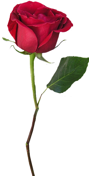 Rosas Png - Bormioli Rocco Capitol Bud Vase, Clear (330x567)