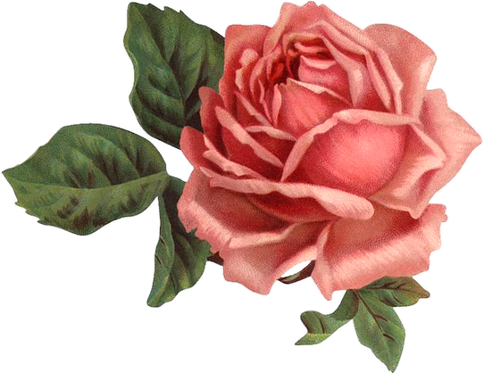 Old Rose Informant By Brent C Dickerson (576x469)