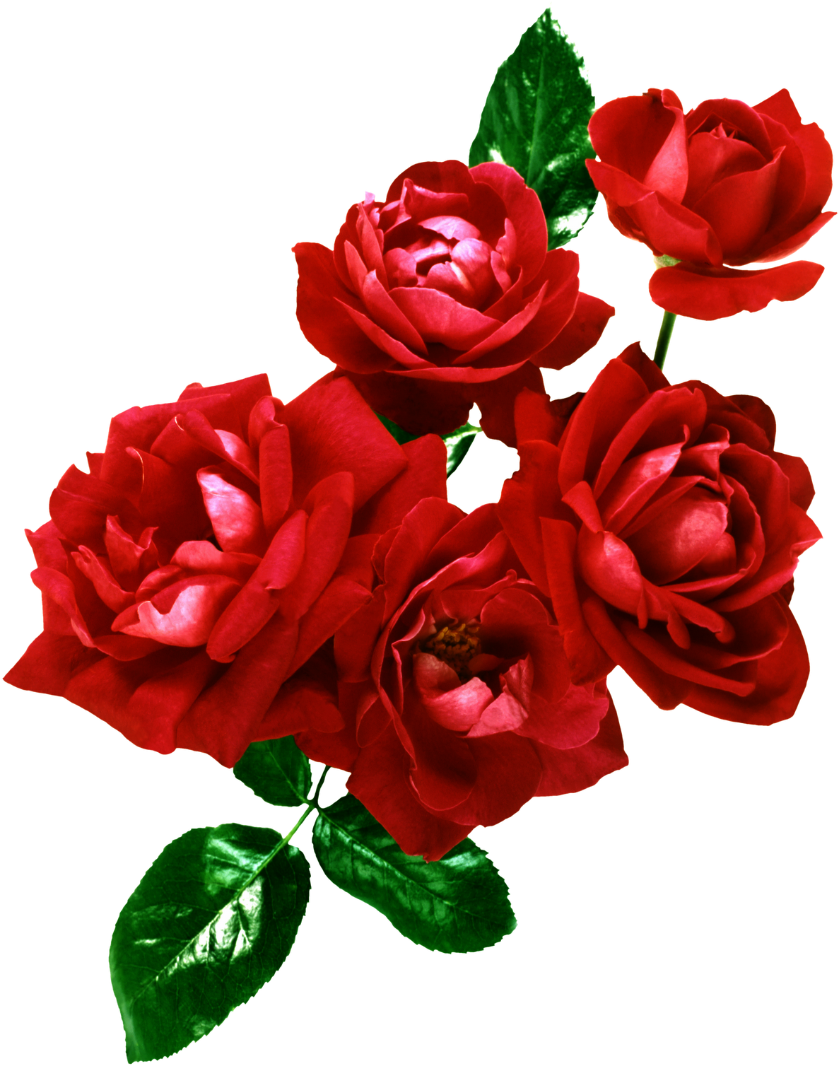 Flores Png, Ramos, Etc, Renders - Wedding Frame Psd (1226x1600)