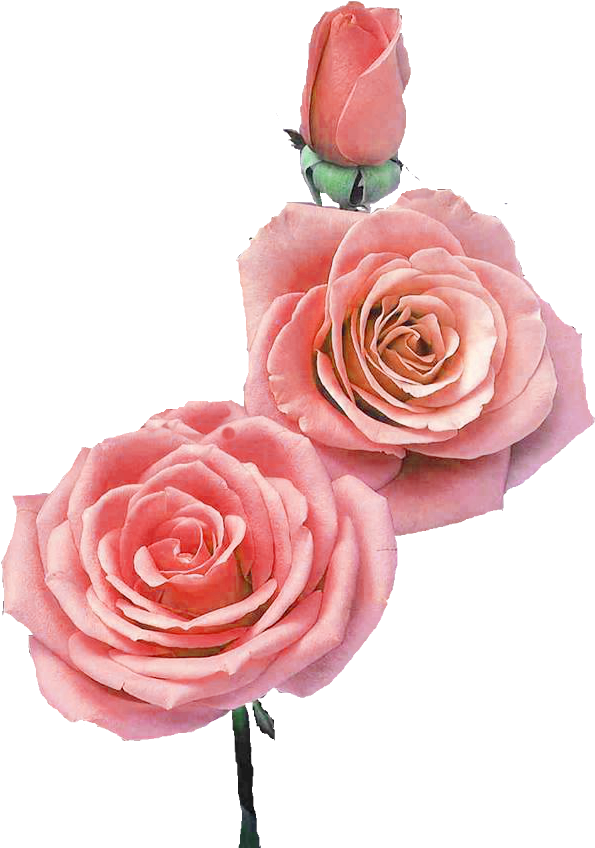 All - Garden Roses (684x904)