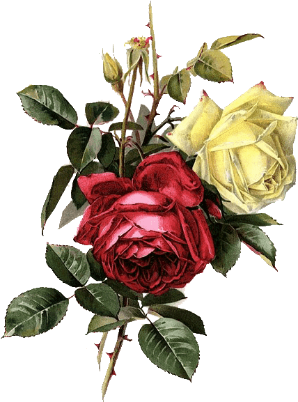 Hoy Completamos Con 30 Rosas Muy Bonitas, También En - Painting (457x640)