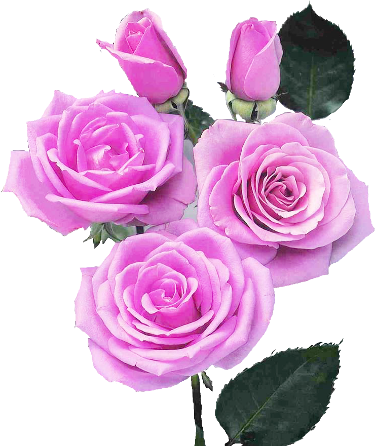 Brilho E Gifs Rosas Png - Survival Skills (831x938)