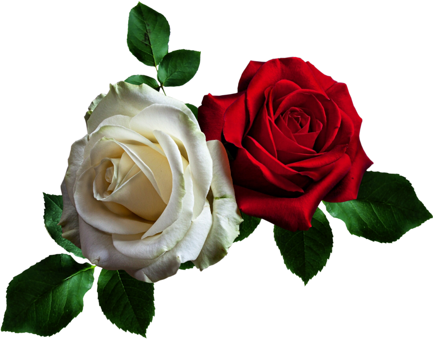 Efeitos - Rosas Rojas Para Descargar Gratis (900x697)