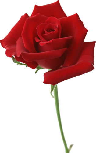 Rosas Png - Simple Red Rose (315x500)