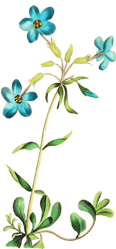 Beautiful Blue Flower - Transparent Wildflowrer (703x1004)