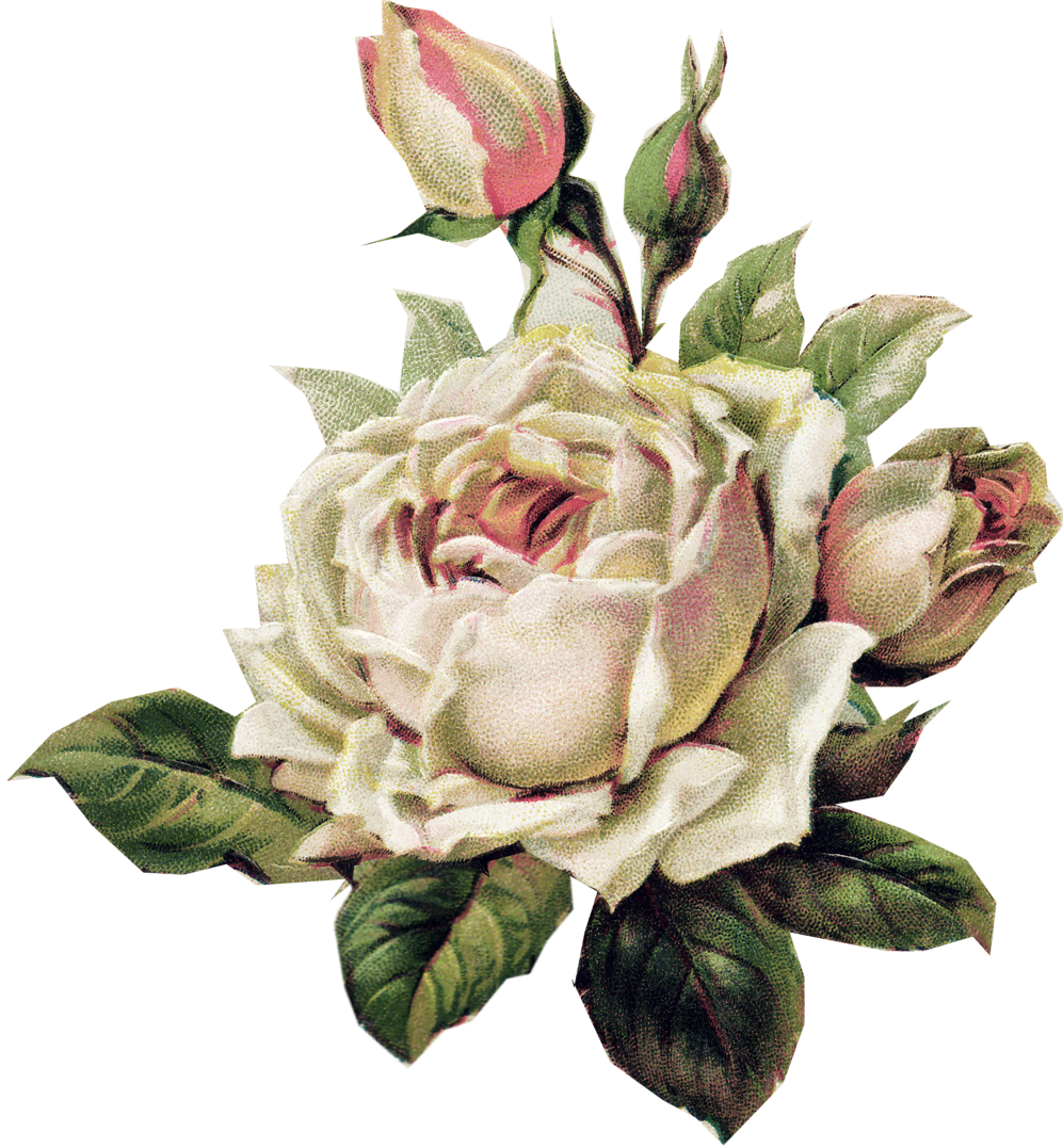 Vintage White Rose - Vintage White Rose Png (997x1077)