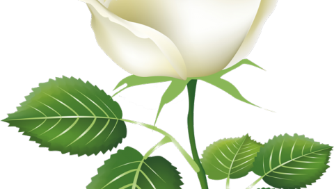 Painted Rose Buds Png (480x272)