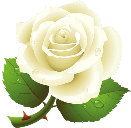 White Rose Png Image Mart - White Rose Png Image Mart (500x492)